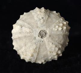 Coelopleurus coronalis (LESKE 1778) - Bild © FossNet FossilienStore